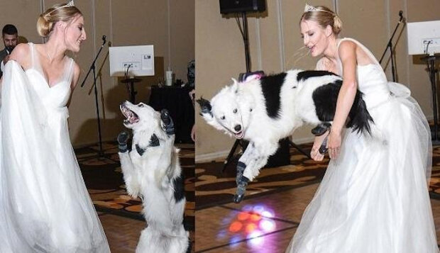 Panna młoda zatańczyła z psem: obejrzyj zabawny filmik