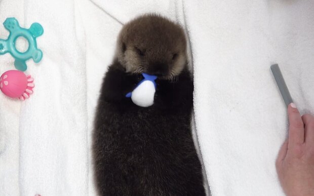 Maleństwo wydry morskiej