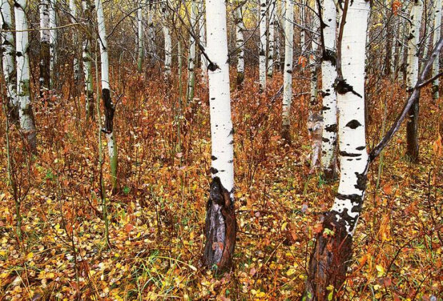 Co widzisz na tych zdjęciach?