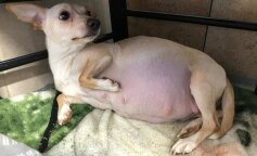 Pies rasy Chihuahua urodził 11 szczeniąt
