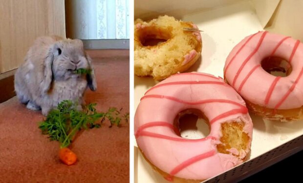 Śmieszne zwierzęta