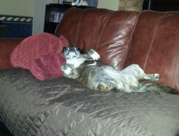 Zwierzaki, które zasnęli niespodziewanie (zdjęcia)