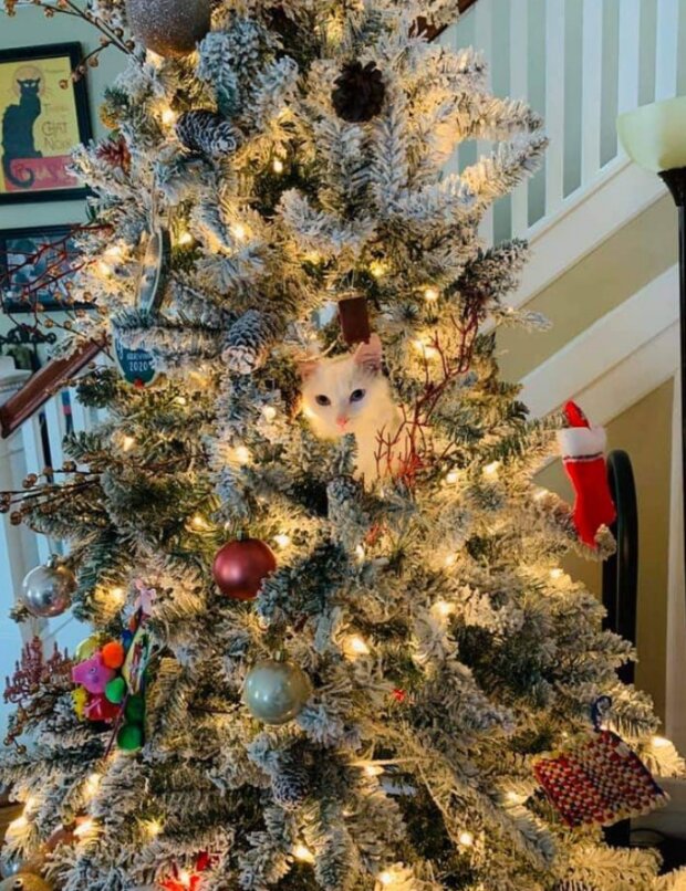 Śmieszne zwierzęta