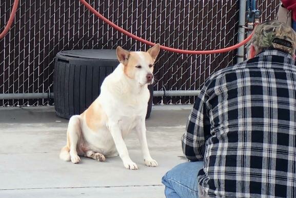 Pies ze schroniska zaczął płakać, gdy rozpoznał stojącą przed nim osobę
