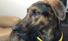 pies uratował dziecko