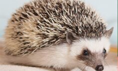 Drapiący się jeż został hitem internetu! Urocze nagranie