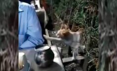 Kot przyszedł do restauracji i kopnął mężczyznę łapę. Kot chciał jeść