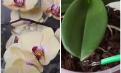 7 zasad, aby twoja orchidea rosła cały rok. O tym musimy zawsze pamiętać!
