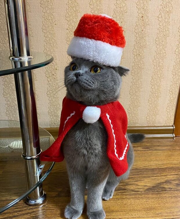 Zabawne zdjęcia kotów