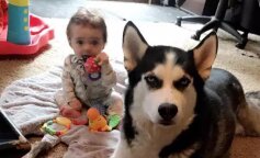 Husky nauczył dziecko mówić. Ich nagranie rozbawi Cię do łez