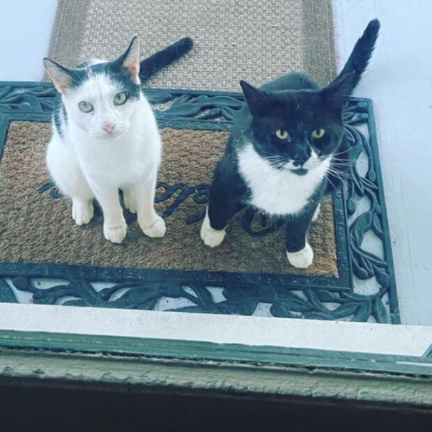 Śmieszne zwierzęta