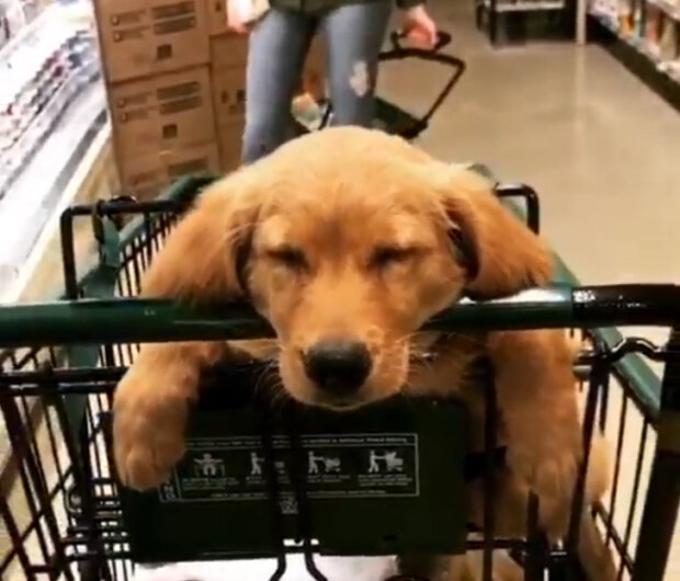 Zwierzaki, które zasnęli niespodziewanie (zdjęcia)