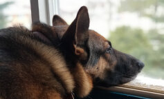 pies uratował właściciela