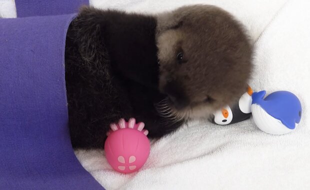 Maleństwo wydry morskiej