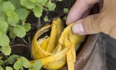 Bananowa odżywka do kwiatów. Sprawdzony sposób na zdrowe rośliny