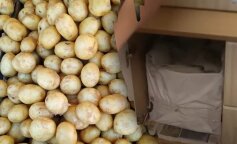 Cały czas przechowywane nieprawidłowo. Sekret dbania o ziemniaki w kuchni