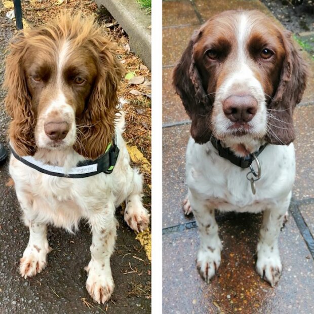 zabawne psie fryzury