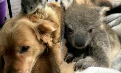 Golden retriever bohaterem w Australii. Poszedł na spacer i uratował życie małej koali
