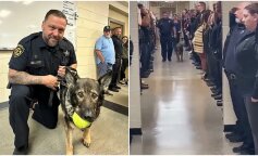 Owczarek Candy przeszła na emeryturę: ze względu na stan zdrowia nie może już pomagać ludziom