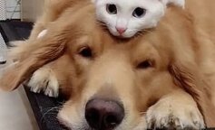 Niesamowita więź psa i kota. Te czworonogi są bardzo urocze