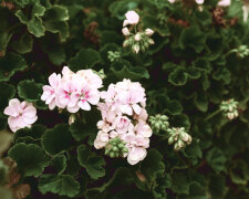 Sekret kwitnienia pelargonii tkwi w... szpilce!
