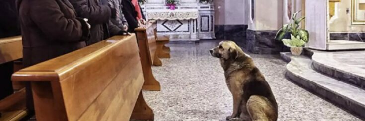 Pies codziennie chodził do kościoła. Po co? Powód wzrusza do łez