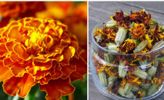 Nalewka kwiatowa, która obniża poziom cukru we krwi, leczy żołądek i poprawia wzrok