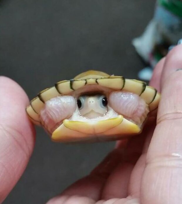 śmieszne dzieci zwierząt