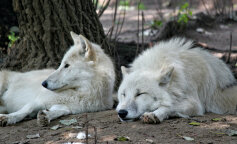 Oto mądra przypowieść o dwóch wilkach. Przeczytasz w zaledwie 20 sekund, a zapamiętasz na całe życie