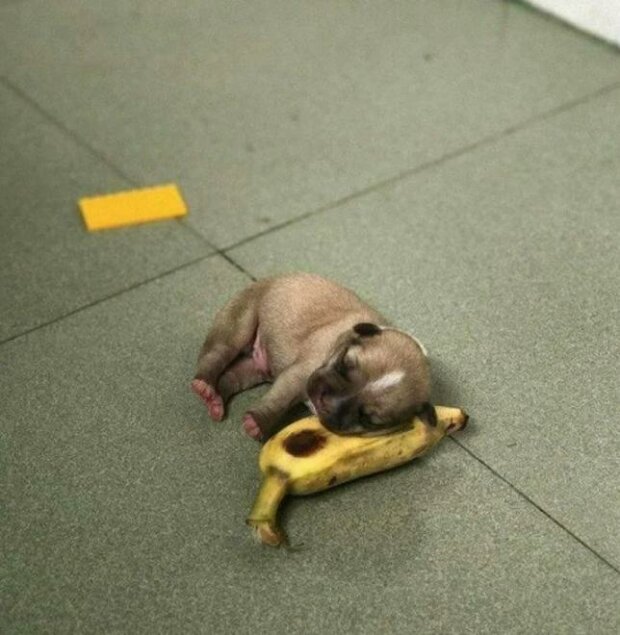 Zwierzaki, które zasnęli niespodziewanie (zdjęcia)