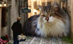 Jak wygląda największy kot domowy na świecie? Prawie jak kucyk!