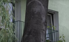 Rozwiązanie zagadki. Prawda o "cudzie" w Parczewie wreszcie ujawniona. Objawienie na drzewie wyjaśnione