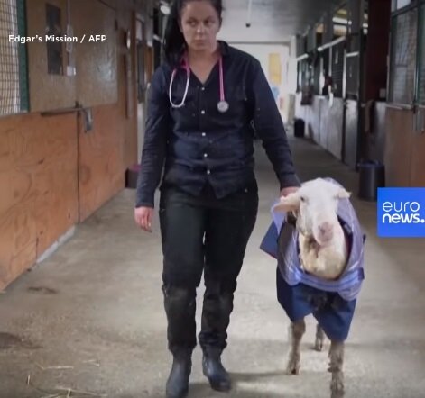 baran miał 53 kg wełny