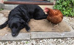 Piękna przyjaźń w czasie kwarantanny. Labrador i kura to nietypowy duet