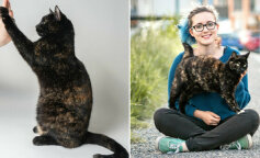 Wąsata rekordzistka: jakie talenty ma najmądrzejsza kotka świata? (zdjęcia, nagrania wideo)