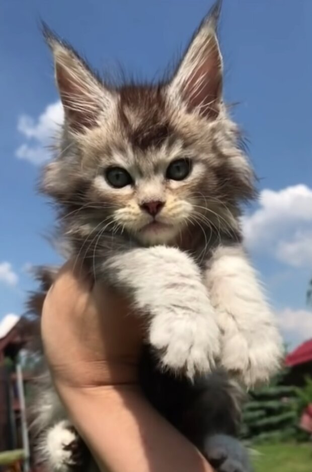 Te zabawne zwierzęta