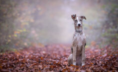 Wzruszająca historia psa, który bał się wszystkich oprócz jednego malucha