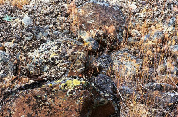 Co widzisz na tych zdjęciach?