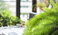 TOP-5 kwiatów doniczkowych, które wysysają z ludzi energię niczym wampiry