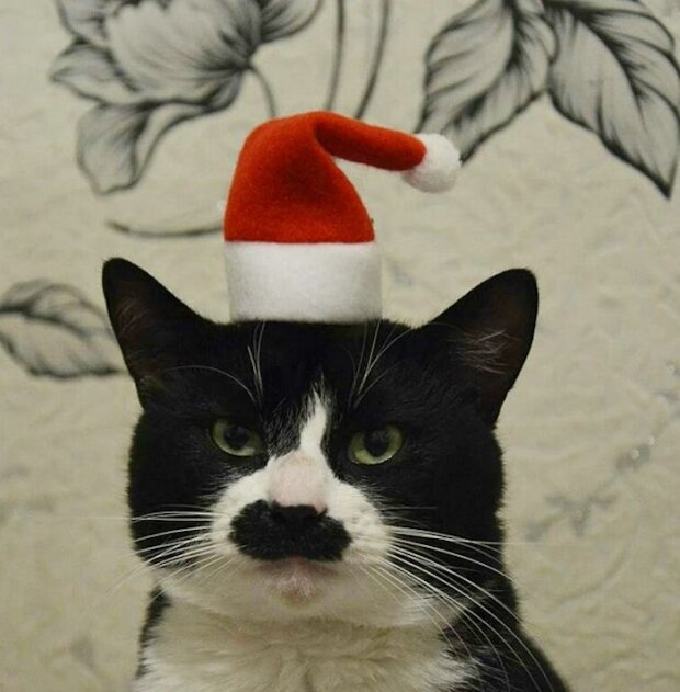 Zabawne zdjęcia kotów