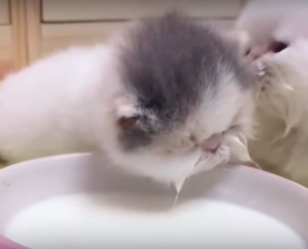 Te zabawne zwierzęta