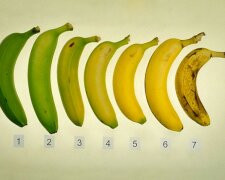 Zielone a żółte banany – które z nich są zdrowsze?