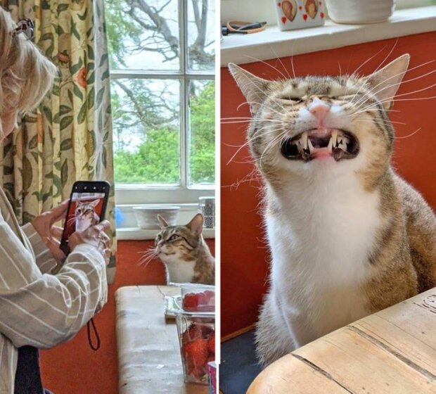 śmieszne psy i koty (foto)