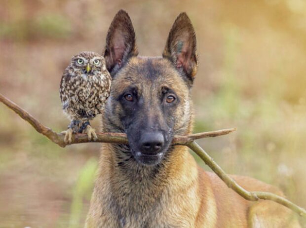 Niesamowita przyjaźń