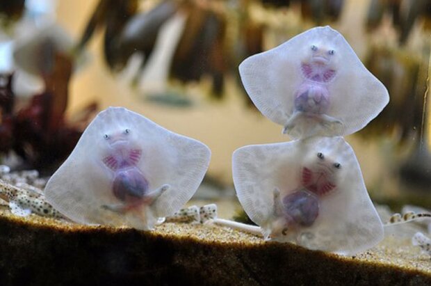 śmieszne dzieci zwierząt