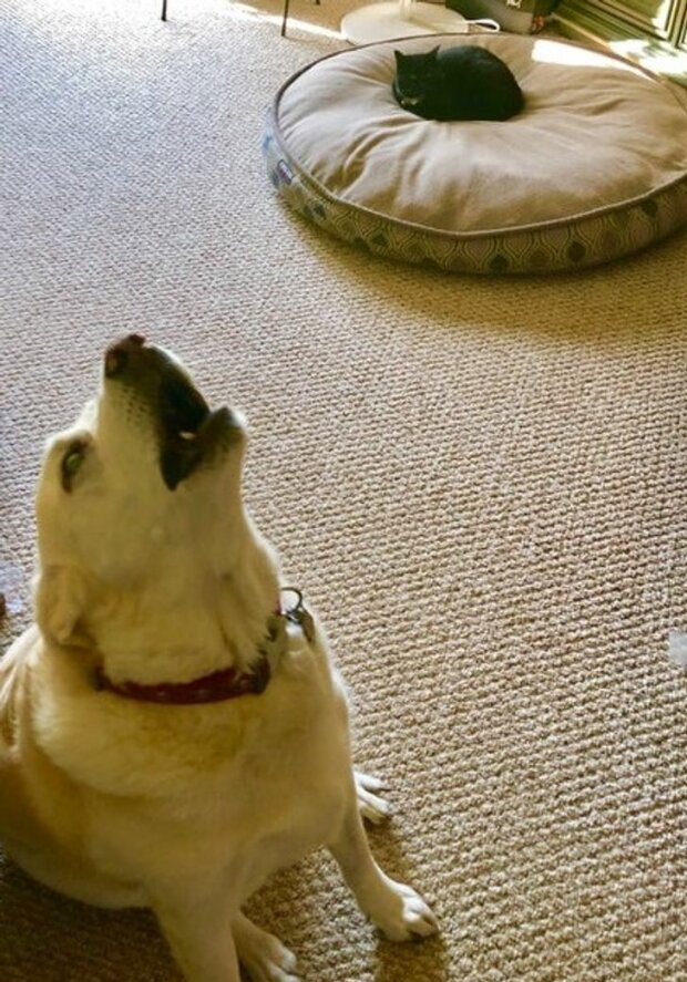 śmieszne psy i koty (foto)