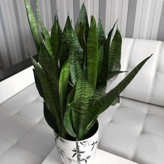 Wężownica (sansewieria)