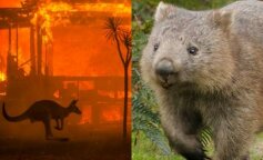Niesamowite doniesienia z Australii. Urocze wombaty ratują inne zwierzęta przed pożarami