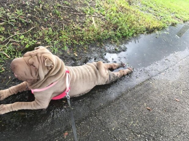 Śmieszne zwierzęta