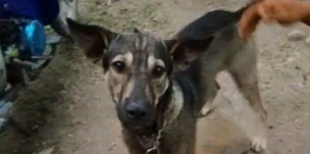 pies uratował dziecko